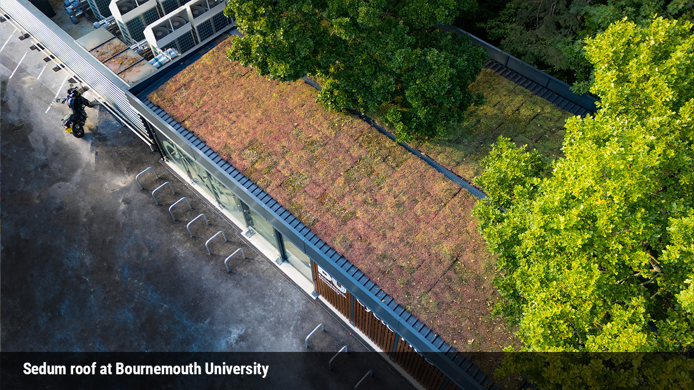 sedum roof at bournemouth university cycle hub
